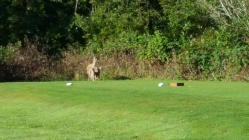 Golf Course «Del Norte Golf Course», reviews and photos, 130 Club Dr, Crescent City, CA 95531, USA