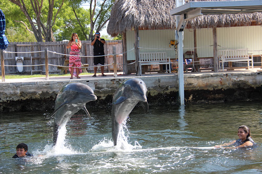 Recreation «Dolphins Plus Oceanside», reviews and photos, 31 Corinne Pl, Key Largo, FL 33037, USA