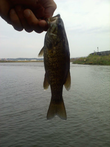 Gravelly Point smallmouth bass
