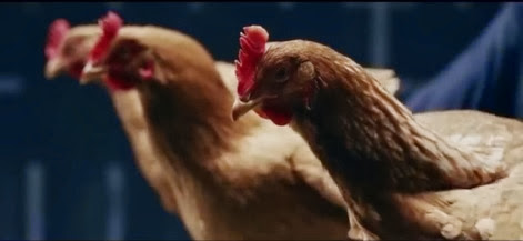 anuncios publicitarios con gallinas