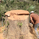 S & L Tree Service & Stump Grinding Of New Orleans