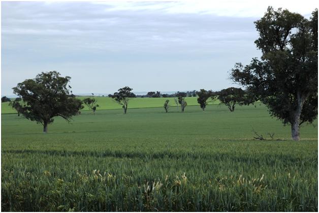 Young, Australia