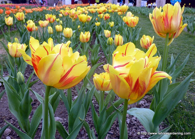 tulipa monsella