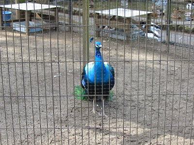 狭山市立智光山公園こども動物園 諫暁の館