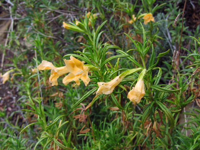 orange flowers