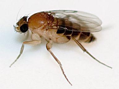 Megaselia - Wikipedia, la enciclopedia libre