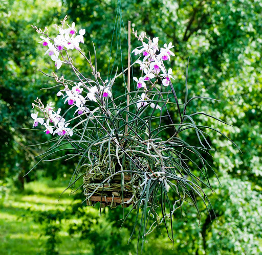 Holcoglossum kimballianum _DSC0004