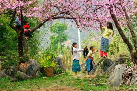 sukiennong.vn hoa tet pystravel002 photo Cập nhật