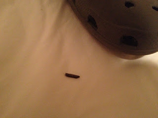 Picture of 1/2 inch splinter found in shoe
