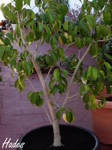 ficus - Ayuda para empezar con mi primer arbustito de ficus DSC05858