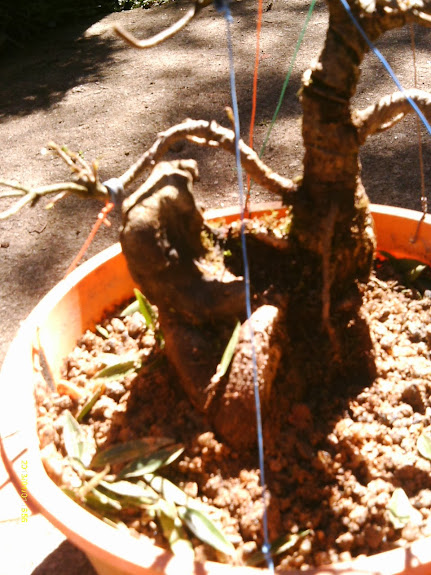 Ficus Nerifolia Reforma... IMAG0235