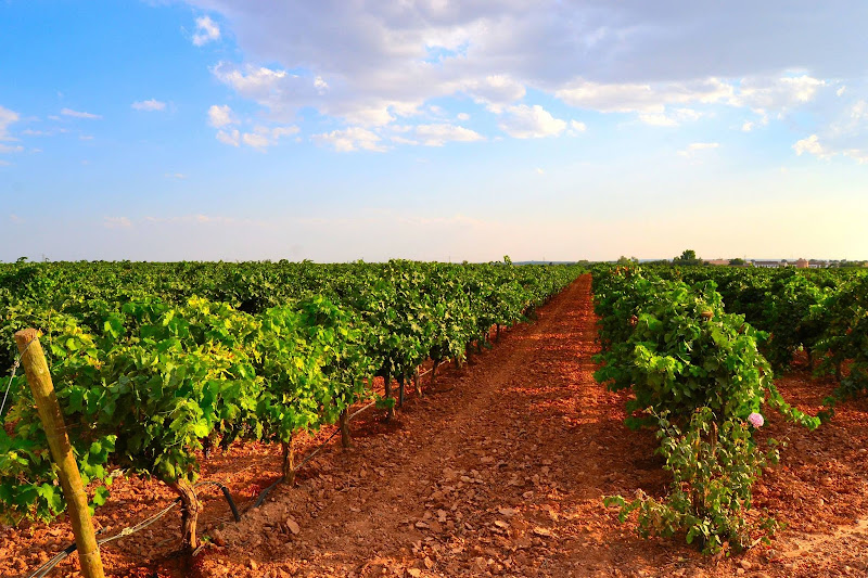 Main image of Bodegas VQ - Finca Venta de Don Quijote