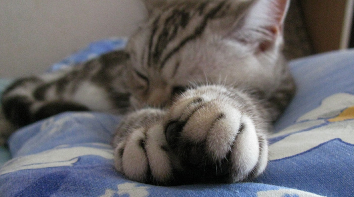 Ann-Sokolovas-cat-Nimfa