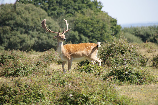Ocknell Campsite New Forest
