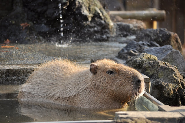 カピバラ温泉に気持ちよさそうに入るカピバラをたっぷりと 埼玉県こども動物自然公園へカピバラに会いに行く旅 その7 とくとみぶろぐ