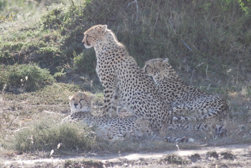 El zoo más grande del mundo - Kenya (2009) - Blogs de Kenia - Maasai Mara (27-29 de junio de 2009) (16)