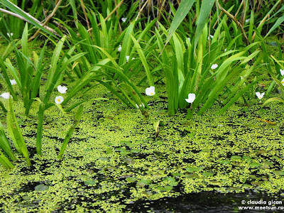 plante de apa cu flori albe in delta: rizac