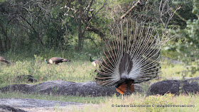 Peacock Mating Dance at Yala National Park - 2