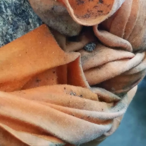 Thailand close up - orange cloth wrapped around a tree