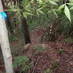 Tape showing the way down to Glenbrook Ck (149580)