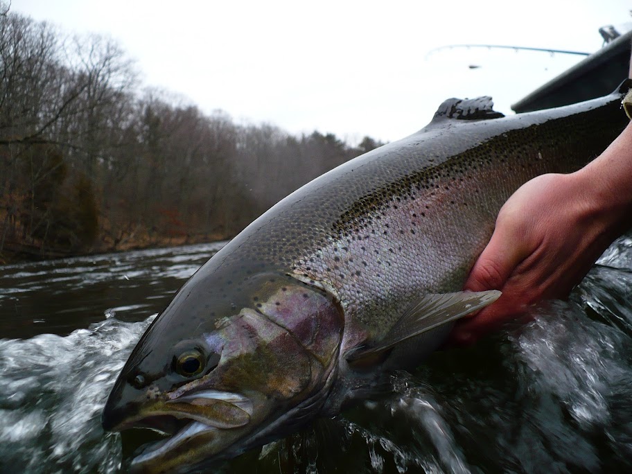 Muskegon River Steelhead Fishing