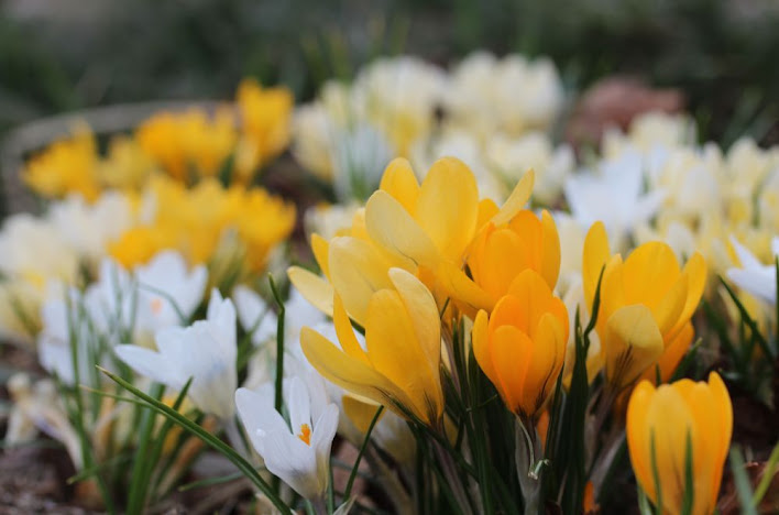 white and yellow crocuses