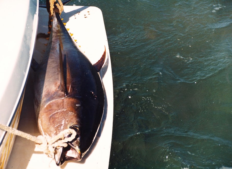 Record Tuna - 145 lbs