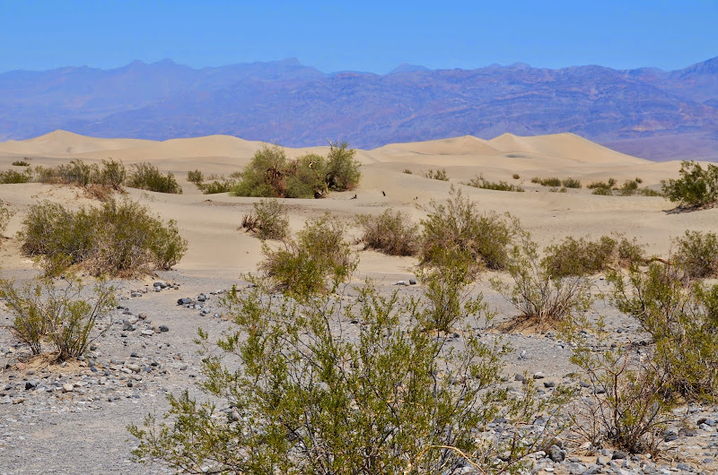 mesquite sand dunes