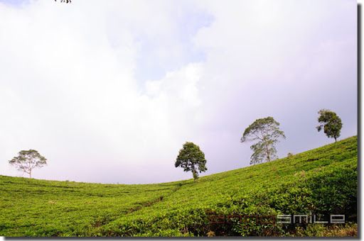 Kemuning Tea Plantation