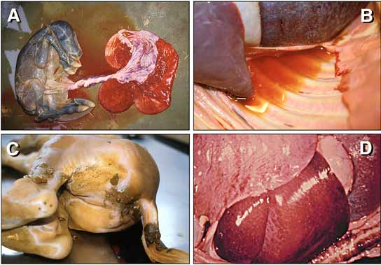 Patología del aborto equino causada por la infección de HVE-1. 