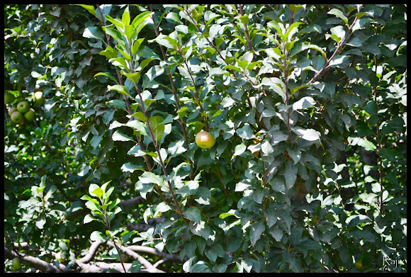 apple orchards kashmir