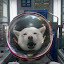 SpacePupper's user avatar