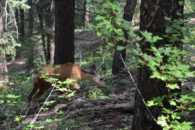 mule deer taking off running