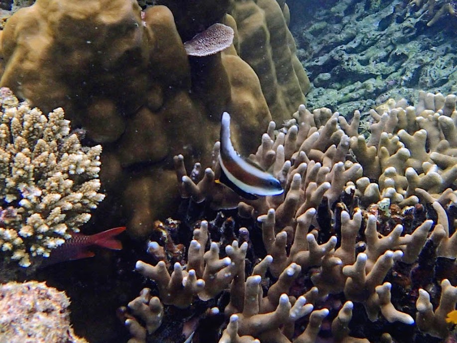 Heniochus chrysostomus (Three-band Pennant Bannerfish), Miniloc Island Resort reef, Palawan, Philippines.