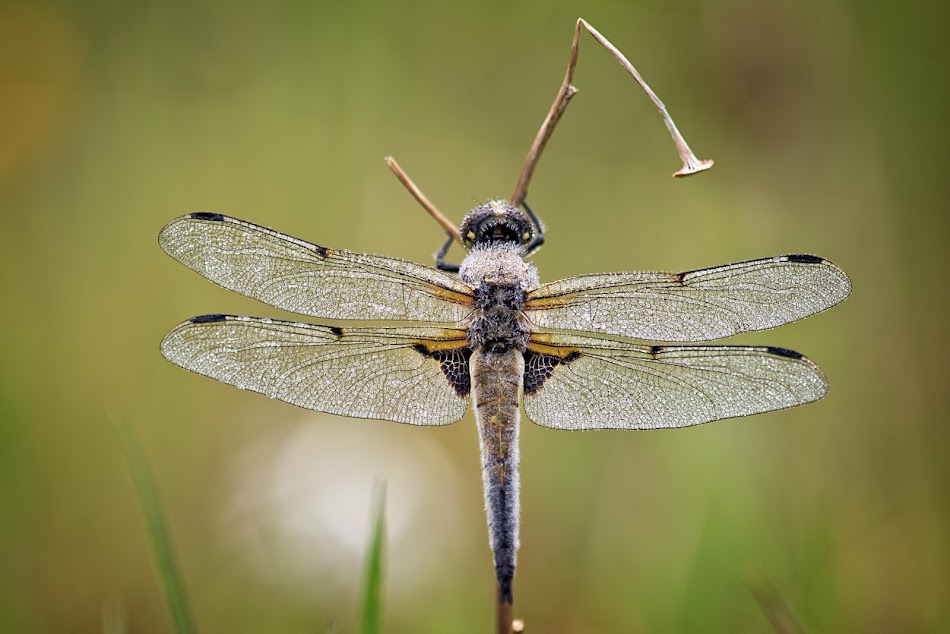 Macro avec Sigma 300/f4... S-300f4