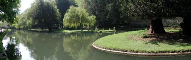 Pool with island and tree