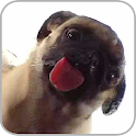 Dog Licker Live Wallpaper FREE apk Download