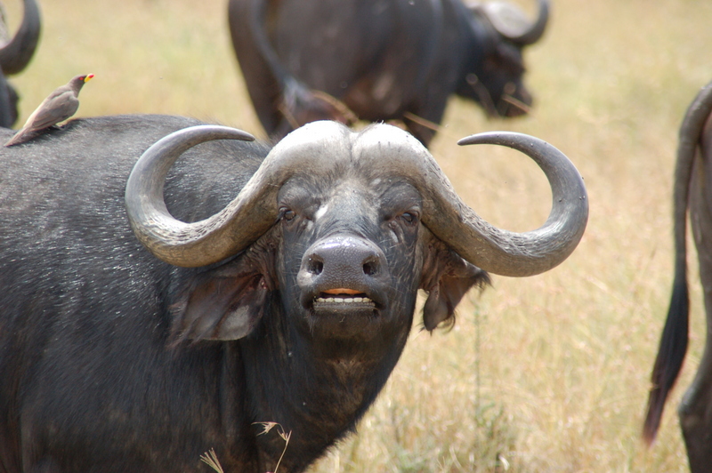 El zoo más grande del mundo - Kenya (2009) - Blogs de Kenia - Maasai Mara (27-29 de junio de 2009) (37)