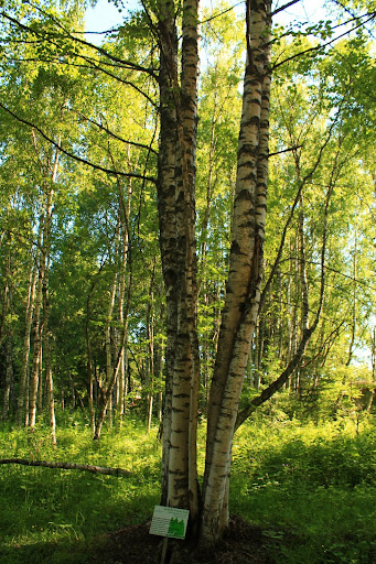 Золотое кольцо Карелии (фото).