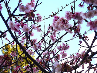 ソメイヨシノの開花の季節。