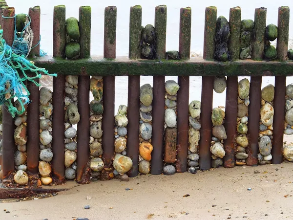 Pebbles caught in groynes