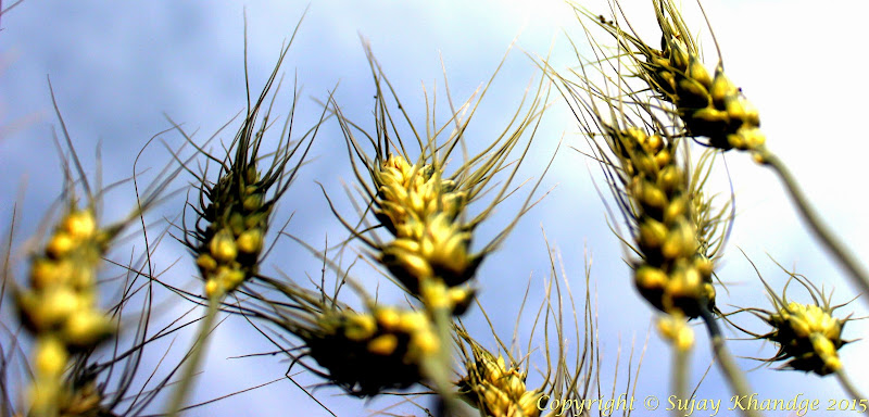 wheat field