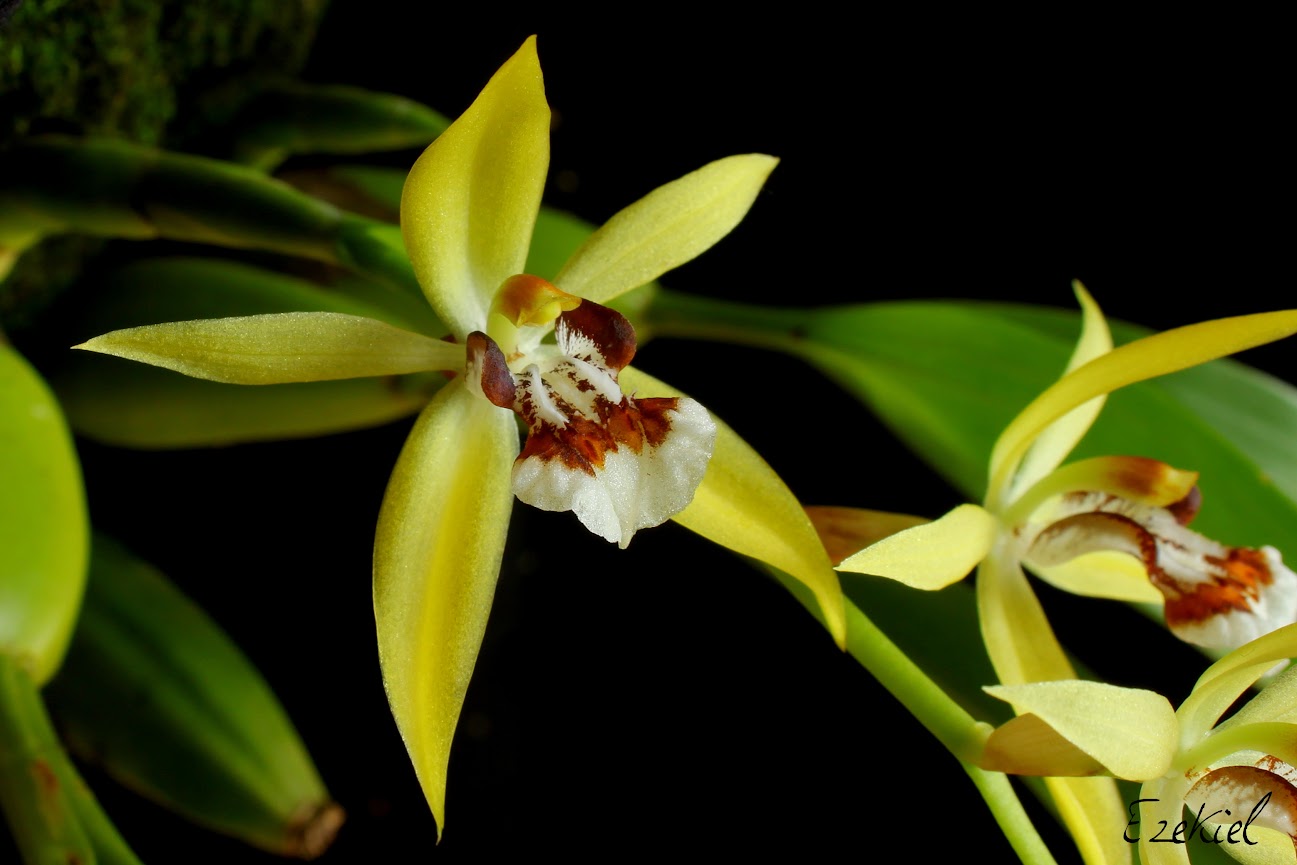 Coelogyne lentiginosa IMG_8298