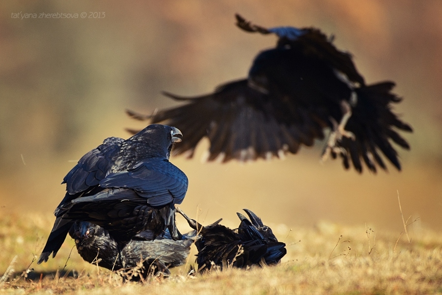 wildlife.crimea.ua