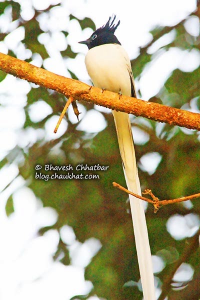 Adult male Asian Paradise Flycatcher with its long tail