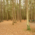 Amongst tree at the Pines Picnic Area in the Watagans (322382)