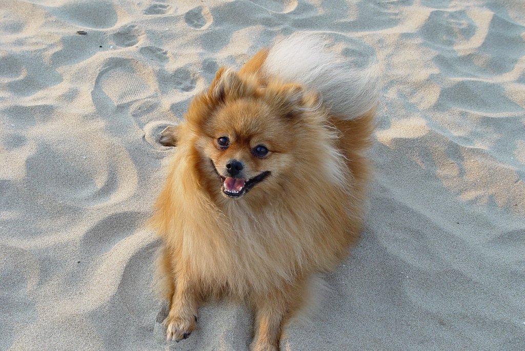 Как путешествовать с собакой в машине