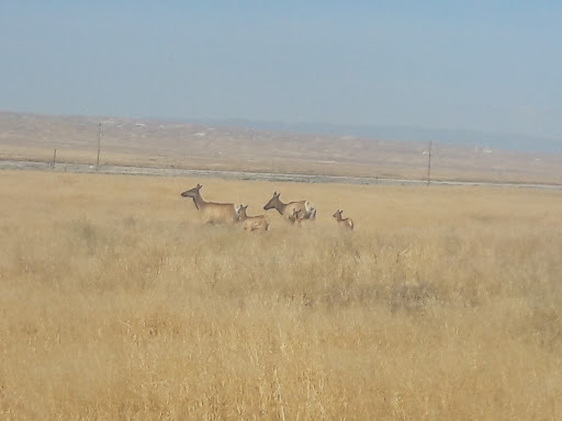 Nature Preserve «Tule Elk Reserve State Natural Reserve», reviews and photos, 8653 Station Rd, Buttonwillow, CA 93206, USA