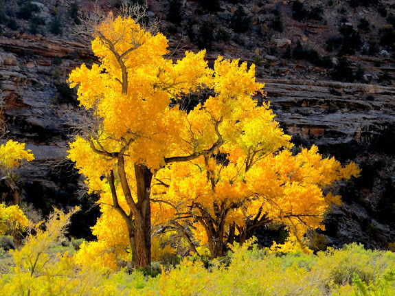 Cottonwoods in Buckhorn Wash