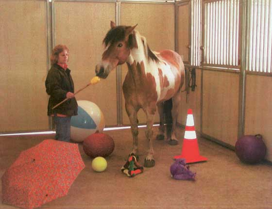 Nonriding activities can include generalization training, which teaches the horse to accept unusual and sometimes alarming, stimuli in a relaxed manner.